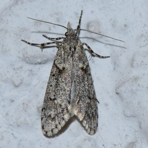 Buchenmotte (Diurnea fagella) beim abendlichen Leuchten