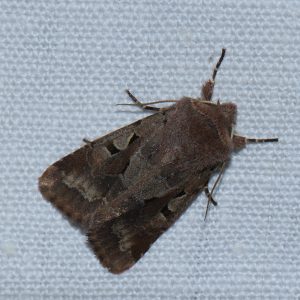 Gothica-Kätzcheneule (Orthosia gothica) beim abendlichen Leuchten