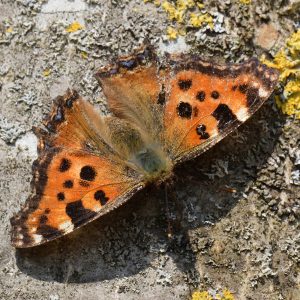 Großer Fuchs (Nymphalis polychloros) auf Baum