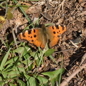 Großer Fuchs (Nymphalis polychloros) auf Wiese