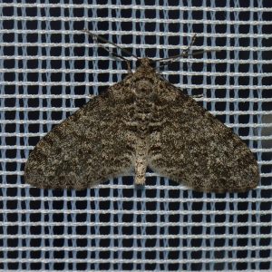 Grauer Lappenspanner (Lobophora halterata) beim abendlichen Leuchten