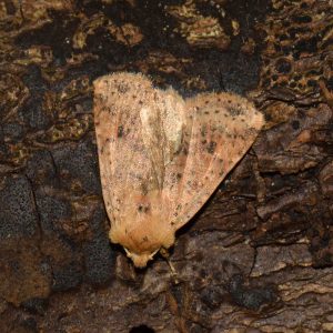 Rost-Wintereule (Conistra rubiginea) auf Holz