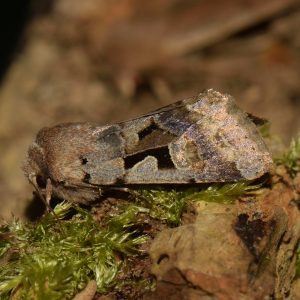 Gothica-Kätzcheneule (Orthosia gothica) auf Holz