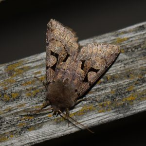 Gothica-Kätzcheneule (Orthosia gothica) auf Holz