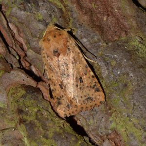Rost-Wintereule (Conistra rubiginea) auf Holz