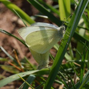 Kleiner Kohlweißling (Pieris rapae) auf Wiese