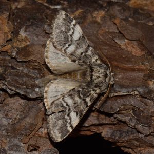 Dunkelgrauer Zahnspinner (Drymonia ruficornis) auf Holz