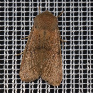 Rundflügel-Kätzcheneule (Orthosia cerasi) beim abendlichen Leuchten