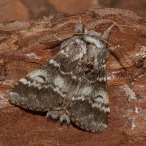 Dunkelgrauer Zahnspinner (Drymonia ruficornis) auf Holz