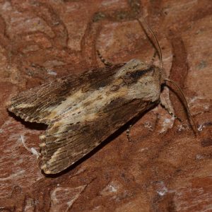 Holzrindeneule (Egira conspicillaris) auf Holz