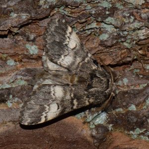 Dunkelgrauer Zahnspinner (Drymonia ruficornis) auf Holz