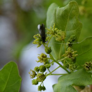 Langhornmotte (Adela reaumurella) auf Eiche