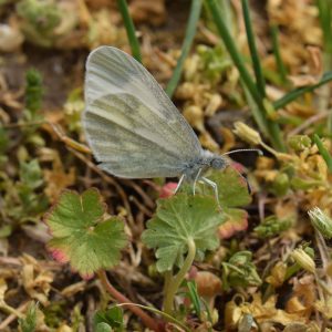 Tintenfleck-Weißling (Leptidea sinapsis) auf Wiese