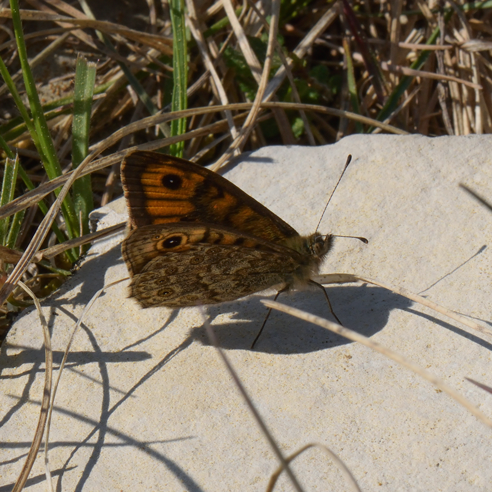Mauerfuchs (Lasiommata megera) auf Stein