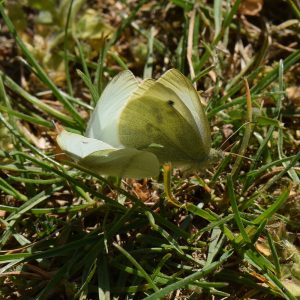 Kleiner Kohlweißling (Pieris rapae) auf Wiese