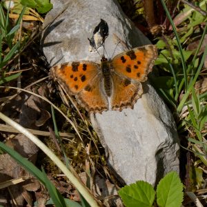 Großer Fuchs (Nymphalis polychloros) auf Stein