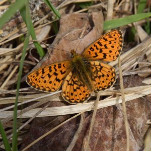 Silberfleck-Perlmutterfalter (Boloria euphrosyne) auf Waldboden