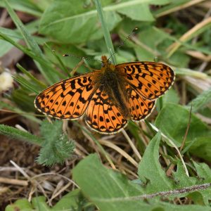 Silberfleck-Perlmutterfalter (Boloria euphrosyne) auf Gras