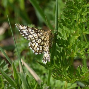 Klee-Gitterspanner (Chiasmia clathrata) auf Gras