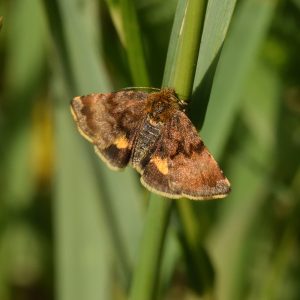 Hornkraut-Tageulchen (Panemeria tenebrata) auf Gras