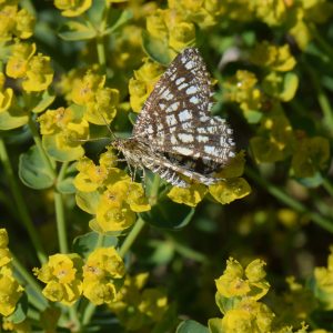 Klee-Gitterspanner (Chiasmia clathrata) auf Wolfsmilchgewächs