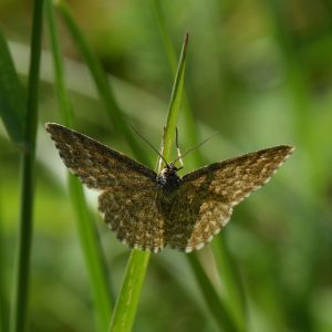 Marmorierter Kleinspanner (Scopula immorata) auf Gras