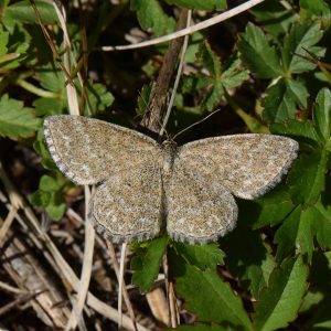 Marmorierter Kleinspanner (Scopula immorata) auf Wiese