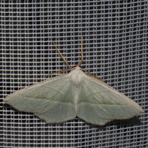 Perlglanzspanner (Campaea margaritaria) beim abendlichen Leuchten