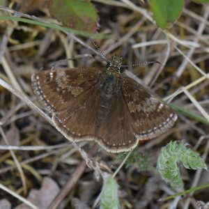 Dunkler Dickkopffalter (Erynnis tages) auf Wiese