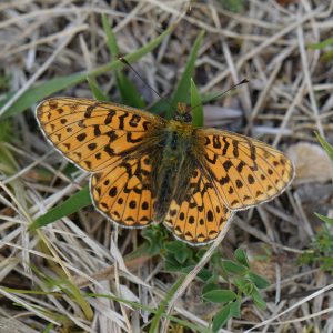 Silberfleck-Perlmutterfalter (Boloria euphrosyne) auf Waldboden