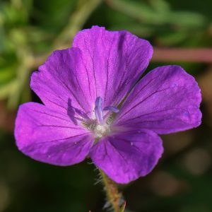 Strochschnabel-Bläuling (Eumedonia eumedon) Ei auf Storchschnabel