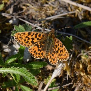 Silberfleck-Perlmutterfalter (Boloria euphrosyne) auf Waldboden