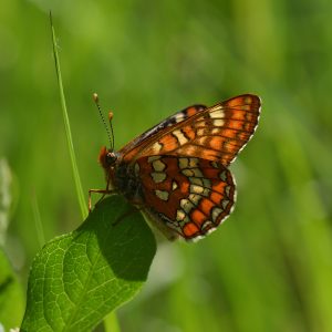 Eschen-Scheckenfalter (Euphydryas maturna) auf Strauch