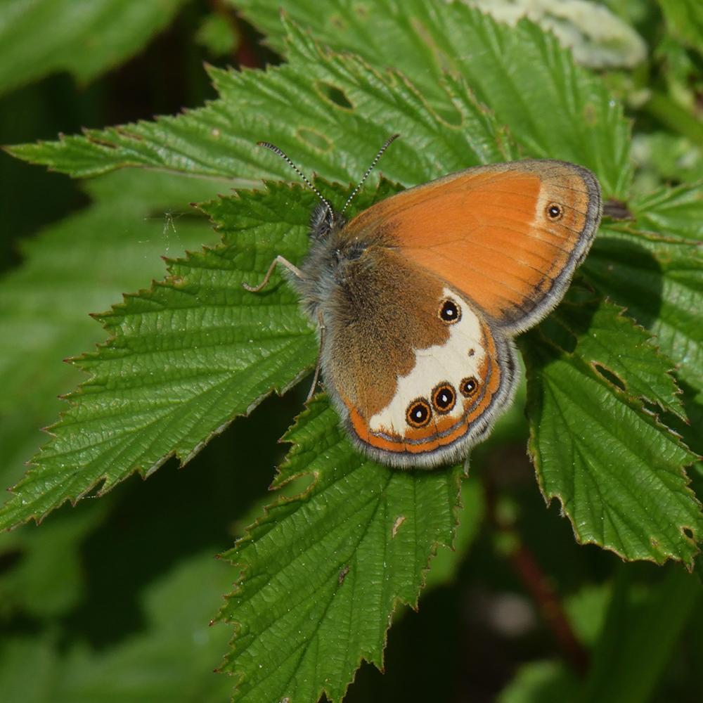 Weißbindiges Wiesenvögelchen (Coenonympha arcania) auf Mädesüß