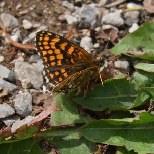 Wachtelweizen-Scheckenfalter (Melitaea athalia) auf Löwenzahn