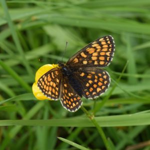 Wachtelweizen-Scheckenfalter (Melitaea athalia) auf Hahnenfuß