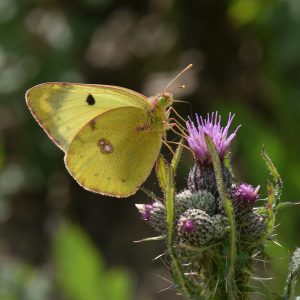 Gelbling (Colias alfacariensis/hyale) auf Acker-Kratzdistel