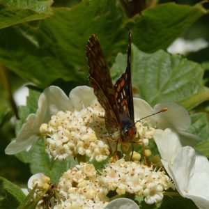 Eschen-Scheckenfalter (Euphydryas maturna) auf Gewöhnlichem Schneeball