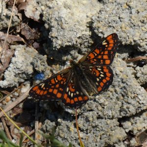 Eschen-Scheckenfalter (Euphydryas maturna) auf Stein