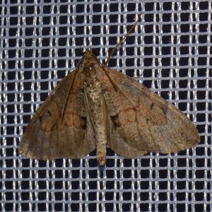 Zweibrütiger Kiefern-Nadelholzspanner (Thera obeliscata) beim abendlichen Leuchten