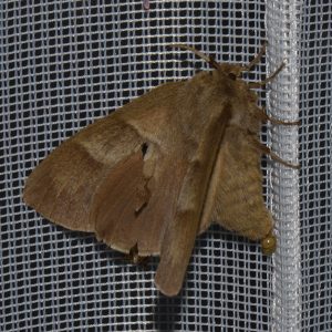 Brombeerspinner (Macrothylacia rubi) beim abendlichen Leuchten