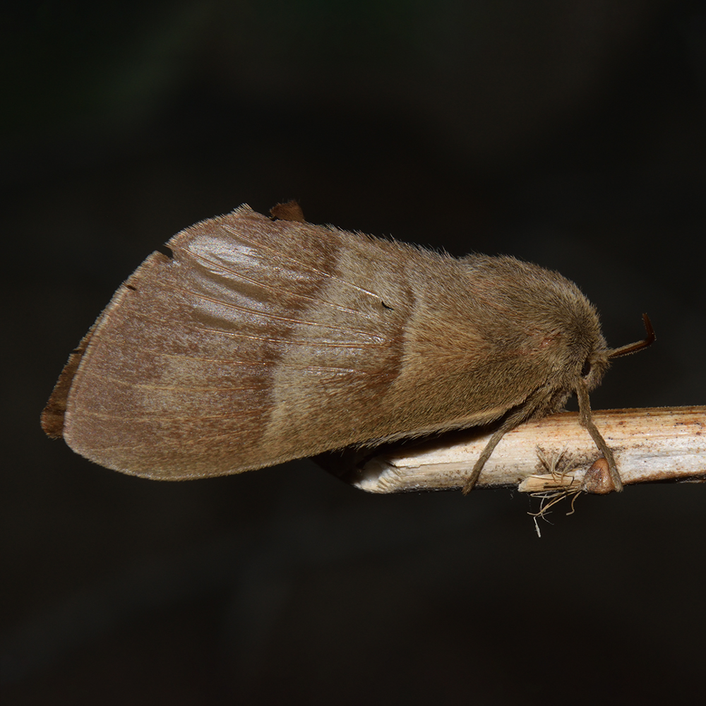 Brombeerspinner (Macrothylacia rubi) auf Stock