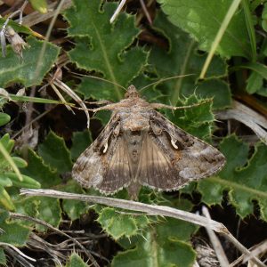 Gammaeule (Autographa gamma) auf Distel