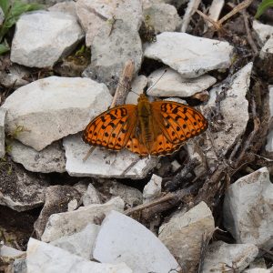 Großer Perlmutterfalter (Speyeria aglaja) auf Stein