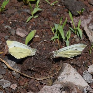 Kleiner Kohlweißling (Pieris rapae) auf Boden