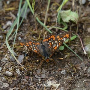 Eschen-Scheckenfalter (Euphydryas maturna) auf Waldboden