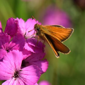 Schwarzkolbiger Braundickkopffalter (Thymelicus lineola) auf Nelke