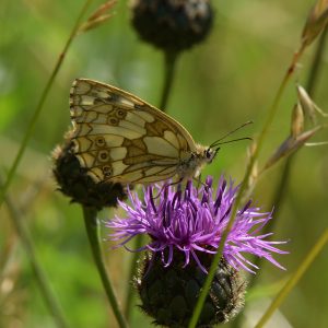 Schachbrett (Melanargia galathea) auf Flockenblume