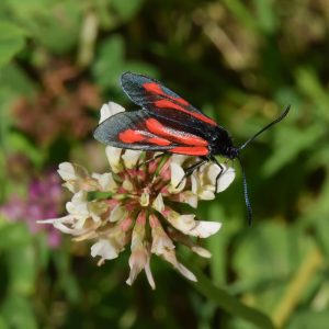 Platterbsen-Widderchen (Zygaena osterodensis) auf Weiß-Klee