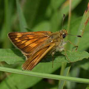 Rostfarbiger Dickkopffalter (Ochlodes sylvanus) auf Wiese